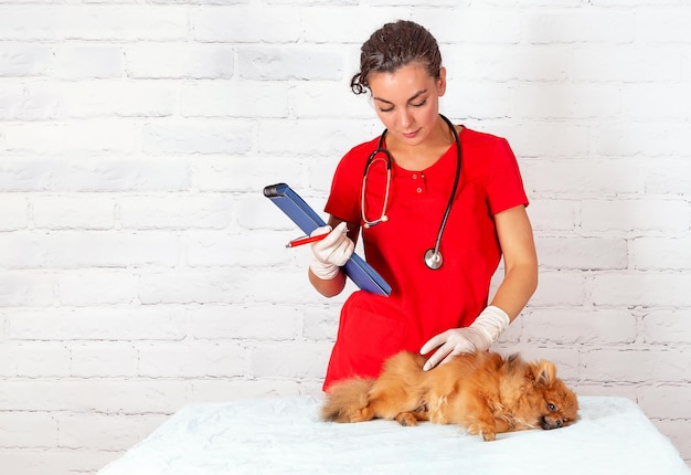 A veterinarian examines a sick dog with a stethoscope at the clinic