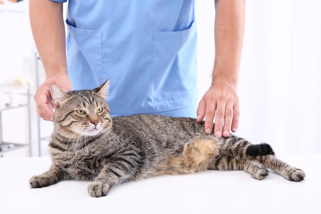 Veterinarian examining cat in clinic