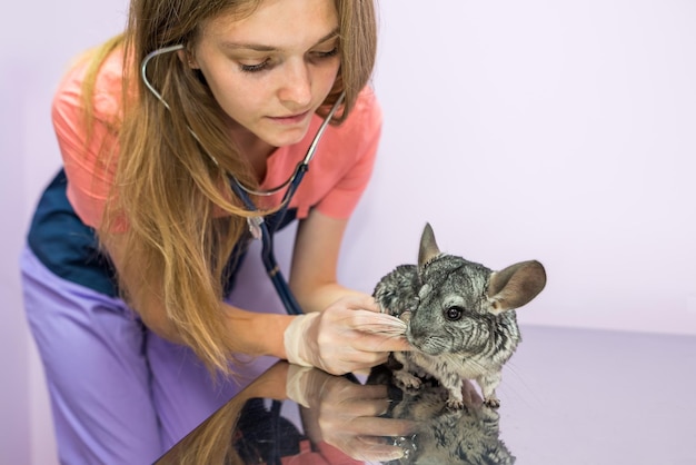 Veterinarian examining cute chinchilla with stethoscope pet care concept Cute chinchilla at the veterinary clinic