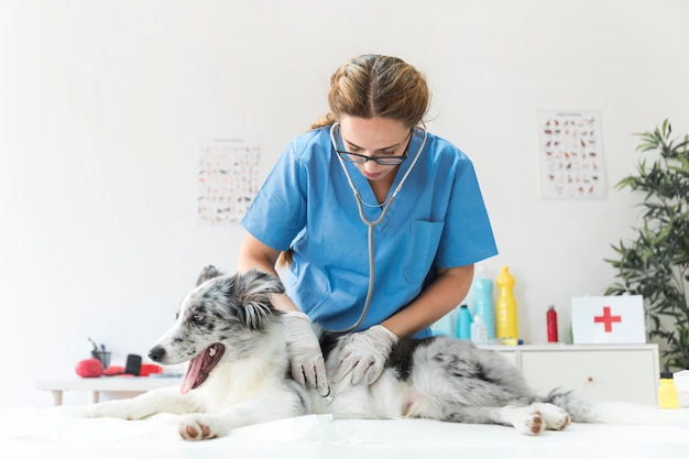 Veterinarian examining a cute dog with a stethoscope in medical office