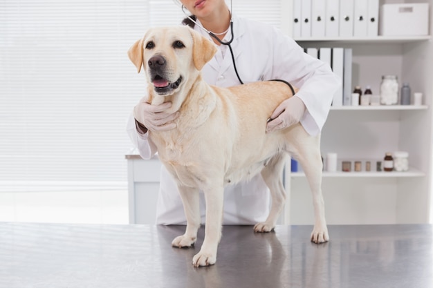 Veterinarian examining a cute labrador