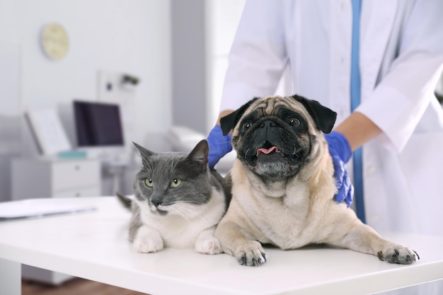 Veterinarian examining cute pug dog and cat in clinic