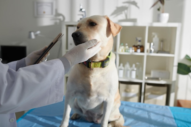 Veterinarian Examining Dog