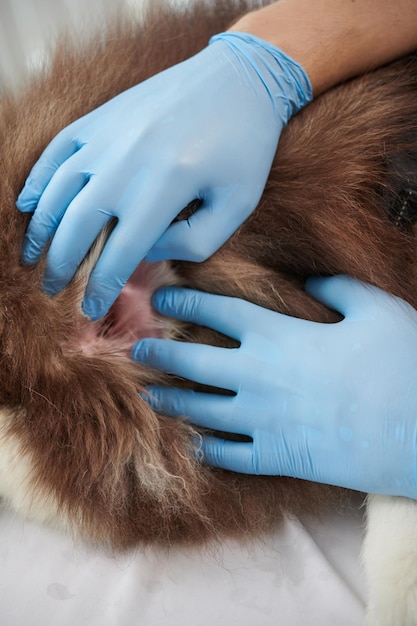 Veterinarian Examining Ears of Dog