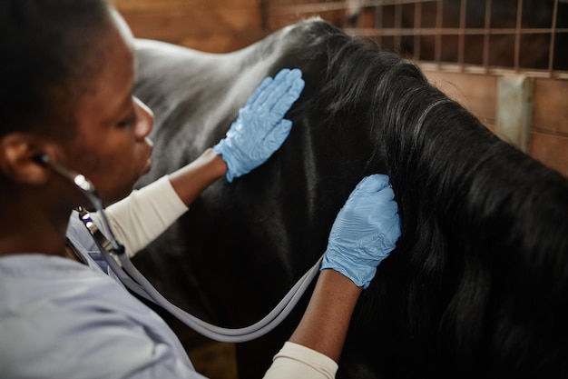 Veterinarian Examining Horse in Stables