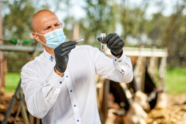 Veterinarian at farm cattle at farm with dairy cows.