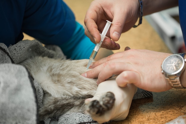 Veterinarian gives an injection to a cat in the stomach