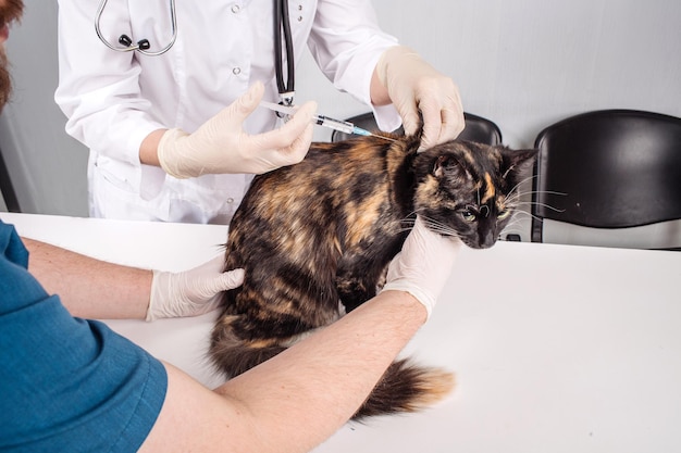 Veterinarian giving injection to black cat