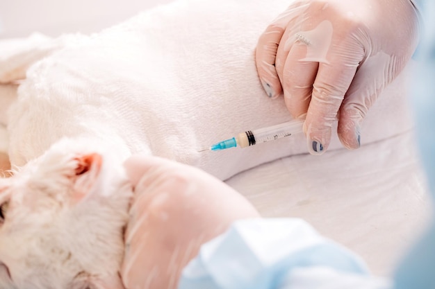 Veterinarian giving injection to cat at vet clinic