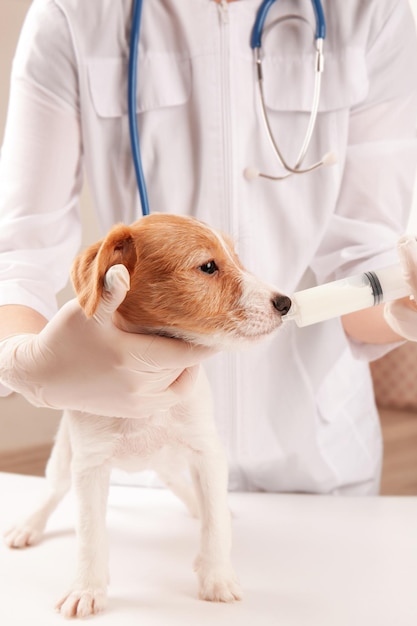 Veterinarian giving medicine to cute funny dog in clinic