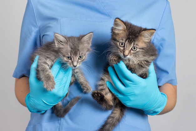 The veterinarian holds two gray kittens in his hands.