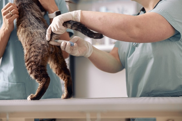 Veterinarian in latex gloves takes rectal temperature of tabby cat with nurse help in clinic