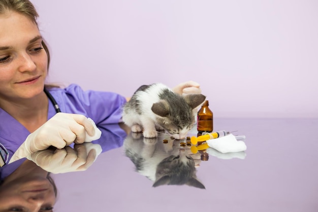 Veterinarian and little cat The cat eats food Services in veterinary clinic A small kitten at the reception at the vet