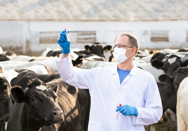 Veterinarian looks for tests in vitro on the farm cows