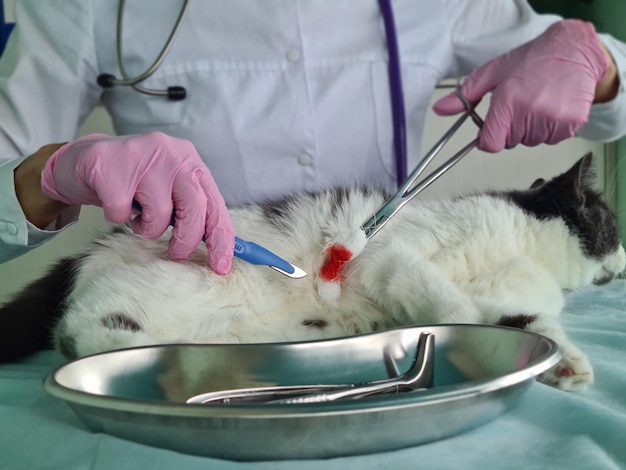 Veterinarian performs surgical operation on cat closeup