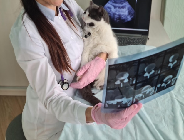 Photo veterinarian received result of cat xray and examined scan in office