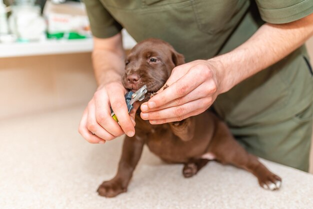 Photo veterinarian specialist holding puppy labrador dog process of cutting dog claw nails of a small breed dog with a nail clipper tooltrimming pet dog nails manicureselective focus