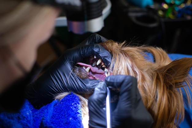 Veterinarian specialist holding small yorkshire terrier dog and cleaning whitening dog teeth at home with toothpaste dental floss Small dog tooth hygiene dental domestic treatment view of hands