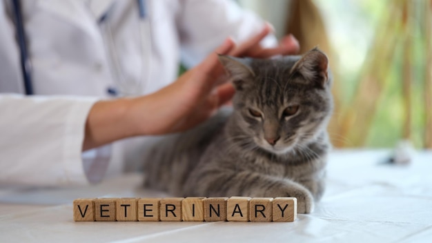 Veterinarian strokes cat on table of vet clinic letters veterinary on cubes in front of cat