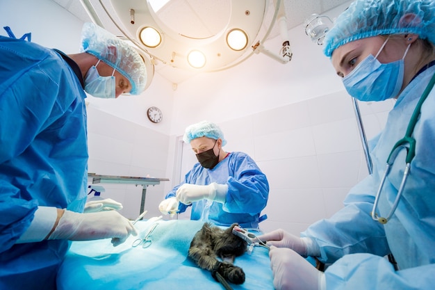 Veterinarian surgeons in operating room doing cat neutering