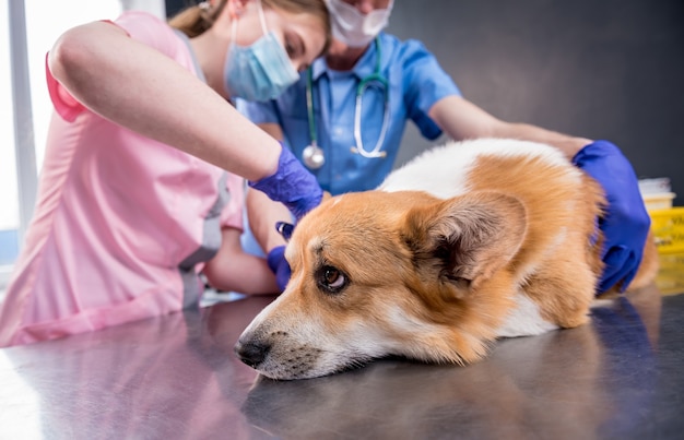 Veterinarian team bandages the paw of a sick corgi dog