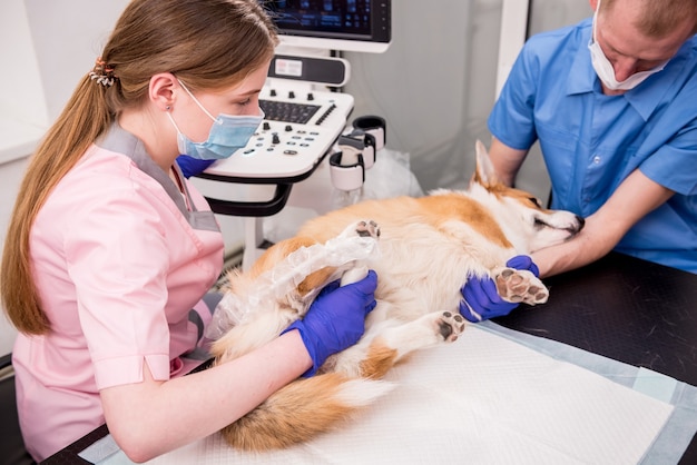 Veterinarian team examines the corgi dog using ultrasound