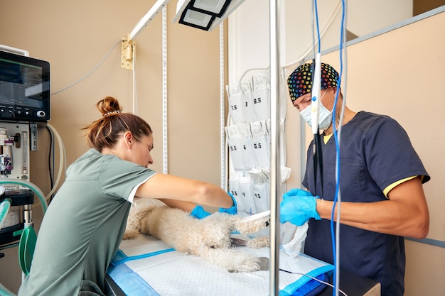 Veterinarian team preparing dog for surgery on operating table