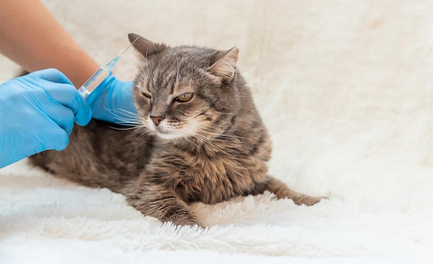 Veterinarian vaccination of cats Selective focus animal