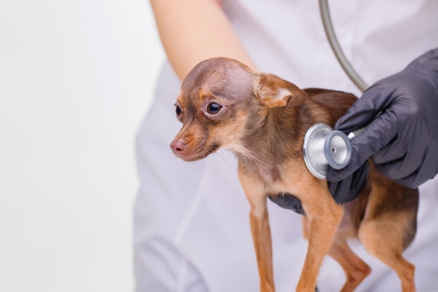 Veterinarian at vet clinic listens to cute puppy with stethoscope Sad little dog on vet table