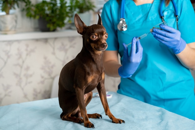 Veterinarian with a visit to the house makes an injection of a thoroughbred Scottish cat, treatment of pets.