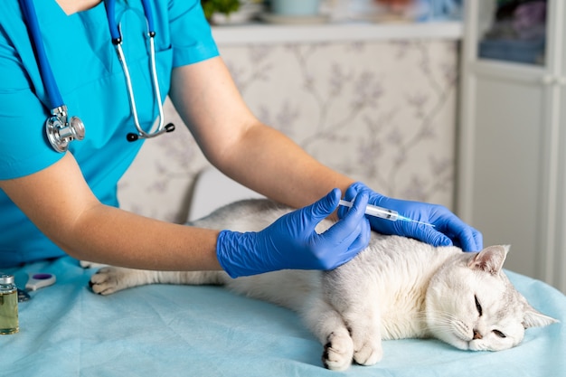 Veterinarian with a visit to the house makes an injection of a thoroughbred Scottish cat, treatment of pets.