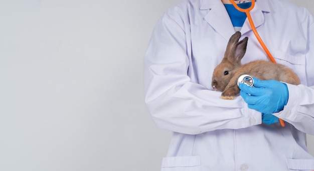 Veterinarians carry rabbit and use Stethoscopes to check the fluffy rabbit heart and lungs