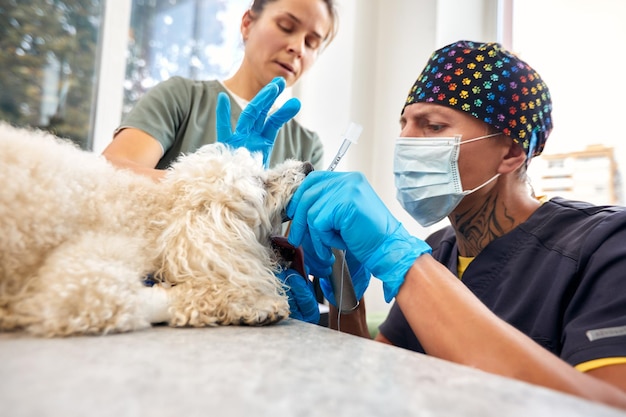 Veterinary and animal care Doctor inserting Tracheal tube helping the dog High quality photo