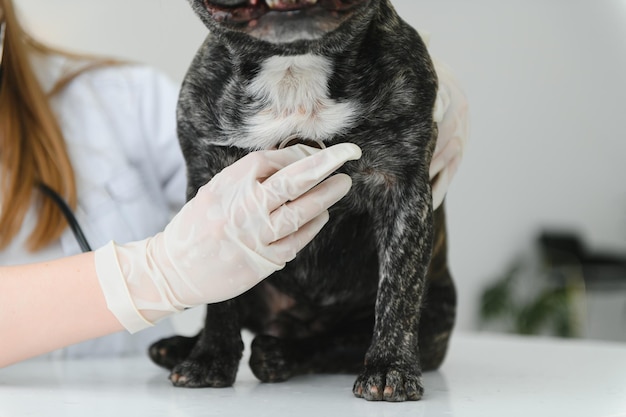 Veterinary by listening to a French bulldog dog in his clinic