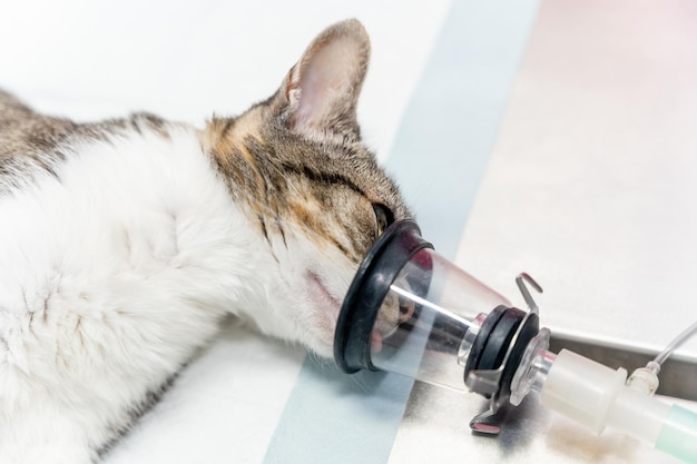 Veterinary clinic a cat on the operating table receiving anesthesia to put him to sleep