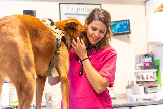 Veterinary clinic veterinary woman in pink uniform smiling next to a brown dog