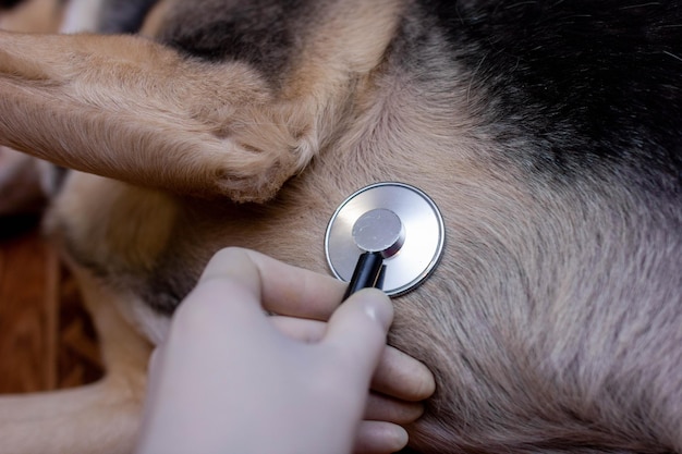 veterinary concept, stethoscope in the heart of a dog