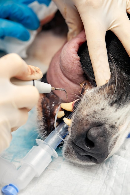 Veterinary dentistry Dentist surgeon veterinarian treats and removes the teeth of a dog under anesthesia on the operating table in a veterinary clinic Sanitation of the oral cavity in dogs closeup