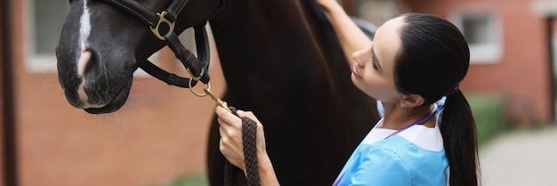 Veterinary doctor provides medical care to young horse veterinary services concept