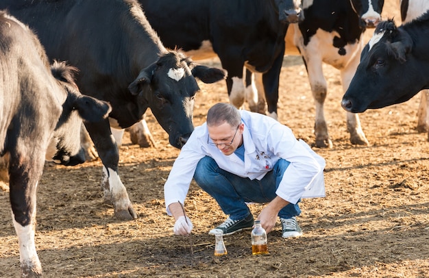 Veterinary Doctor  studying liquid sample contained in a test-tube