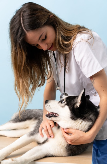 Veterinary doctor at vet clinic