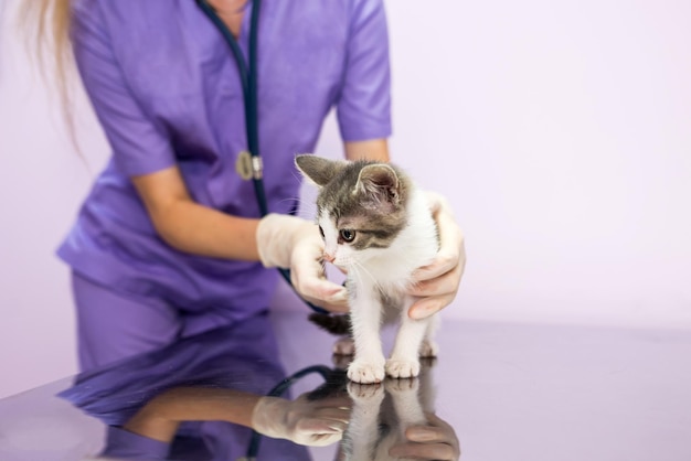 Veterinary examination of cat with stethoscope in clinicPhoto of a veterinarian listening with a stethoscope to a cat at an appointment in a veterinary clinic Animal care concept