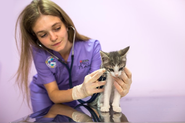 Veterinary examination of cat with stethoscope in clinicPhoto of a veterinarian listening with a stethoscope to a cat at an appointment in a veterinary clinic Animal care concept