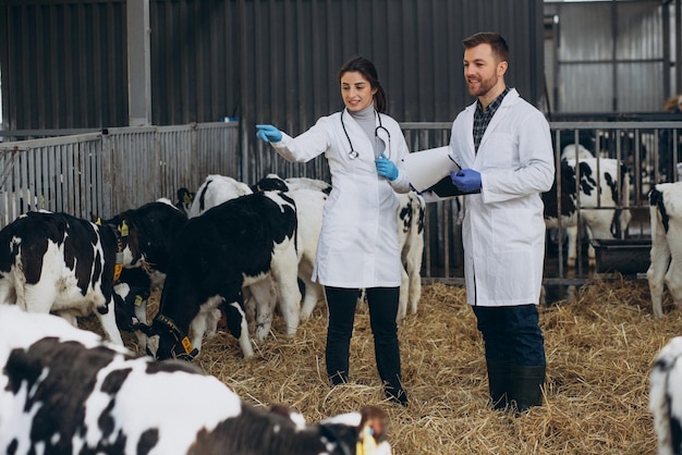 Veterinary at the farm walking in cowshed checking the cows