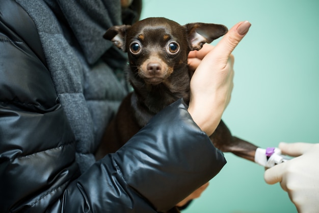 Veterinary placing a catheter on a dog