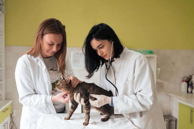 Veterinary team for treating sick cats maintain animal health concept animal hospital