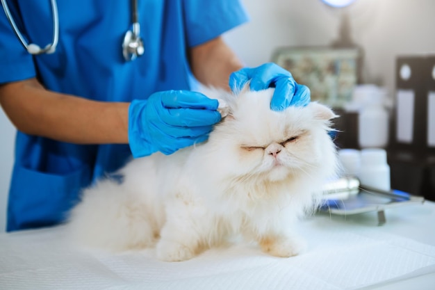 Veterinary for treating sick cats Maintain animal health Concept hospitalxA