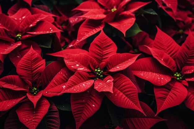 Photo vibrant beauty unveiled upclose capture of red poinsettia flowers in 32 aspect ratio