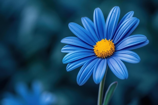 Vibrant blue daisy on soft blue background