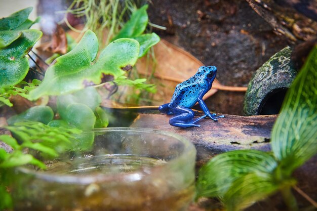 Photo vibrant blue poison dart frog in lush terrarium setting